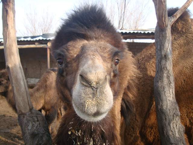 شتر در مزرعه برادران عبدی